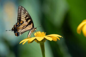 butterfly swallowtail